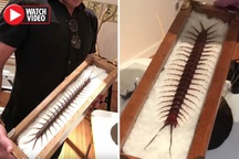 Tìm thấy rết khổng lồ lớn nhất thế giới, biết đứng như hổ mang chúa