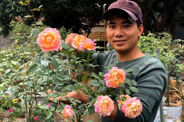 Chàng trai "dành cả thanh xuân" làm vườn hồng trăm gốc ở Hà Nội