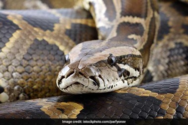 Tưởng áo họa tiết da rắn lấy ra phơi, sửng sốt thấy trăn lớn trong máy giặt