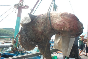 Cá mặt trăng “khổng lồ” lại sa lưới ngư dân