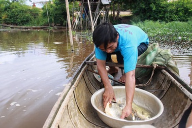 Cá chết bất thường, dân vớt đem... bán