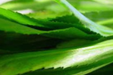 Lá cây trị hôi miệng