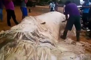 Xác sinh vật khổng lồ bí ẩn trôi dạt vào bờ biển Philipines