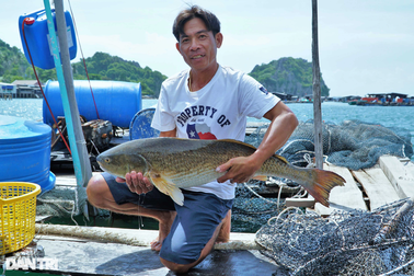 Kiếm trăm triệu khỏe re nhờ biến bè cá giữa biển thành điểm trải nghiệm