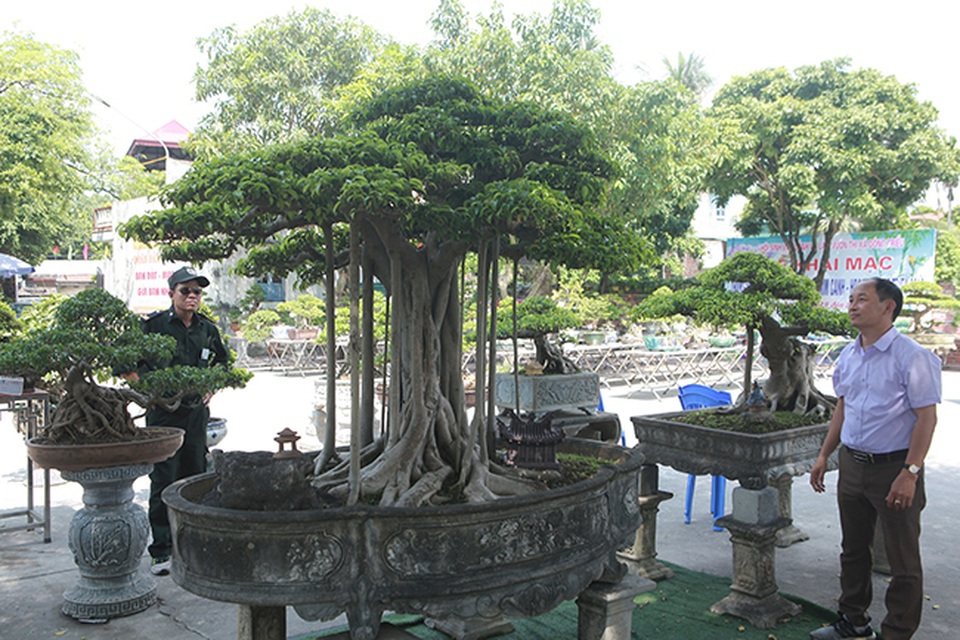 Chiêm ngưỡng “chùa Đồng” dưới bóng cây sanh tiền tỷ - 1 Chiêm ngưỡng “chùa Đồng” dưới bóng cây sanh tiền tỷ - 1