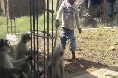 Cậu bé sống với bầy khỉ hoang dã như anh em một nhà