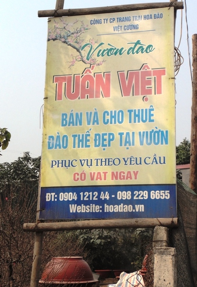 Nhật Tân: Các nhà vườn gấp rút chuẩn bị đào tết