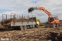 Hàng chục hecta mía bị thiêu rụi, nông dân đứng ngồi không yên