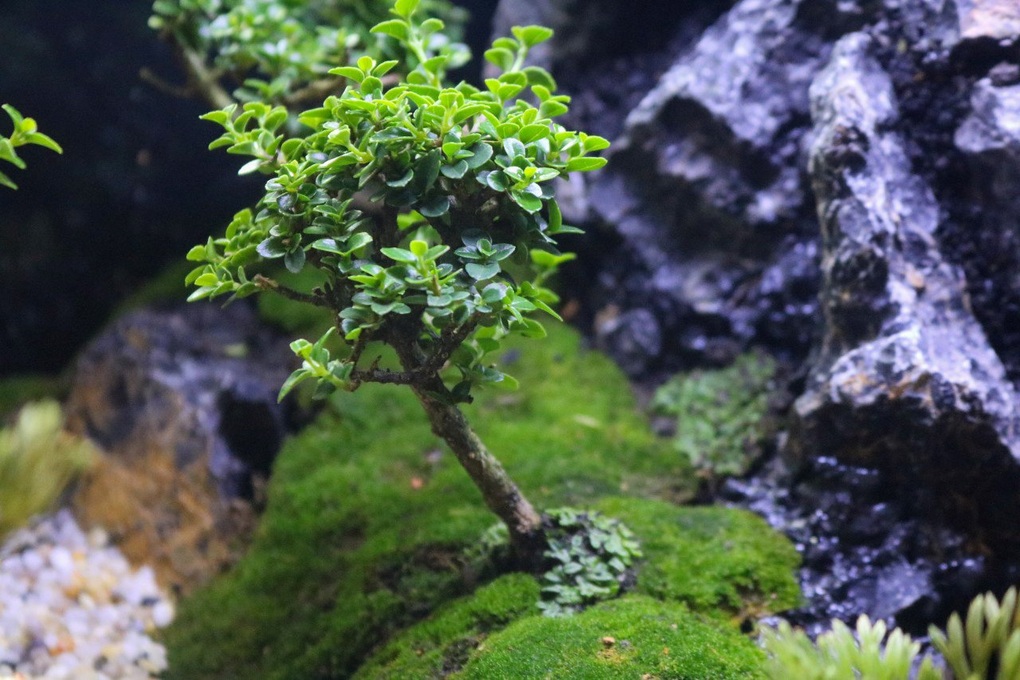Chàng trai thu bộn tiền nhờ giúp người khác giải tỏa stress - 2 Chàng trai thu bộn tiền nhờ giúp người khác giải tỏa stress - 2