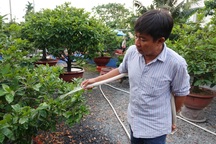 Chủ vườn mai "dài cổ" chờ thương lái, hết thời rung đùi kiếm 5 tỷ đồng