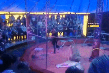 Hãi hùng video sư tử vồ người huấn luyện giữa rạp xiếc Nga