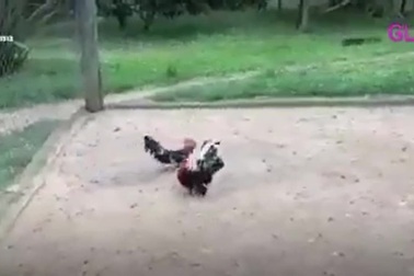 Gà "ăn vạ" giả chết để tránh phải đánh nhau