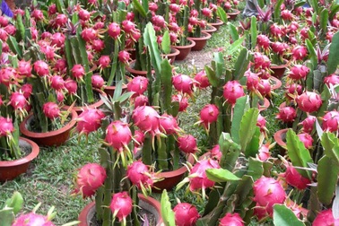 Thanh long Việt sắp có mặt tại thị trường Úc