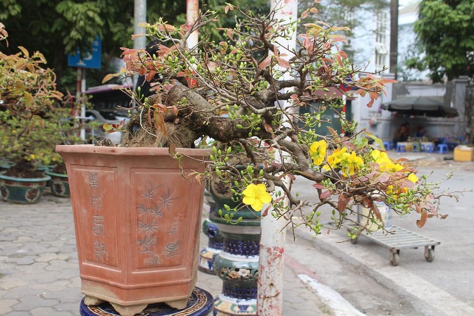 Mai vàng ồ ạt xuống phố, giá nhỉnh hơn so với năm ngoái - 3 Mai vàng ồ ạt xuống phố, giá nhỉnh hơn so với năm ngoái - 3