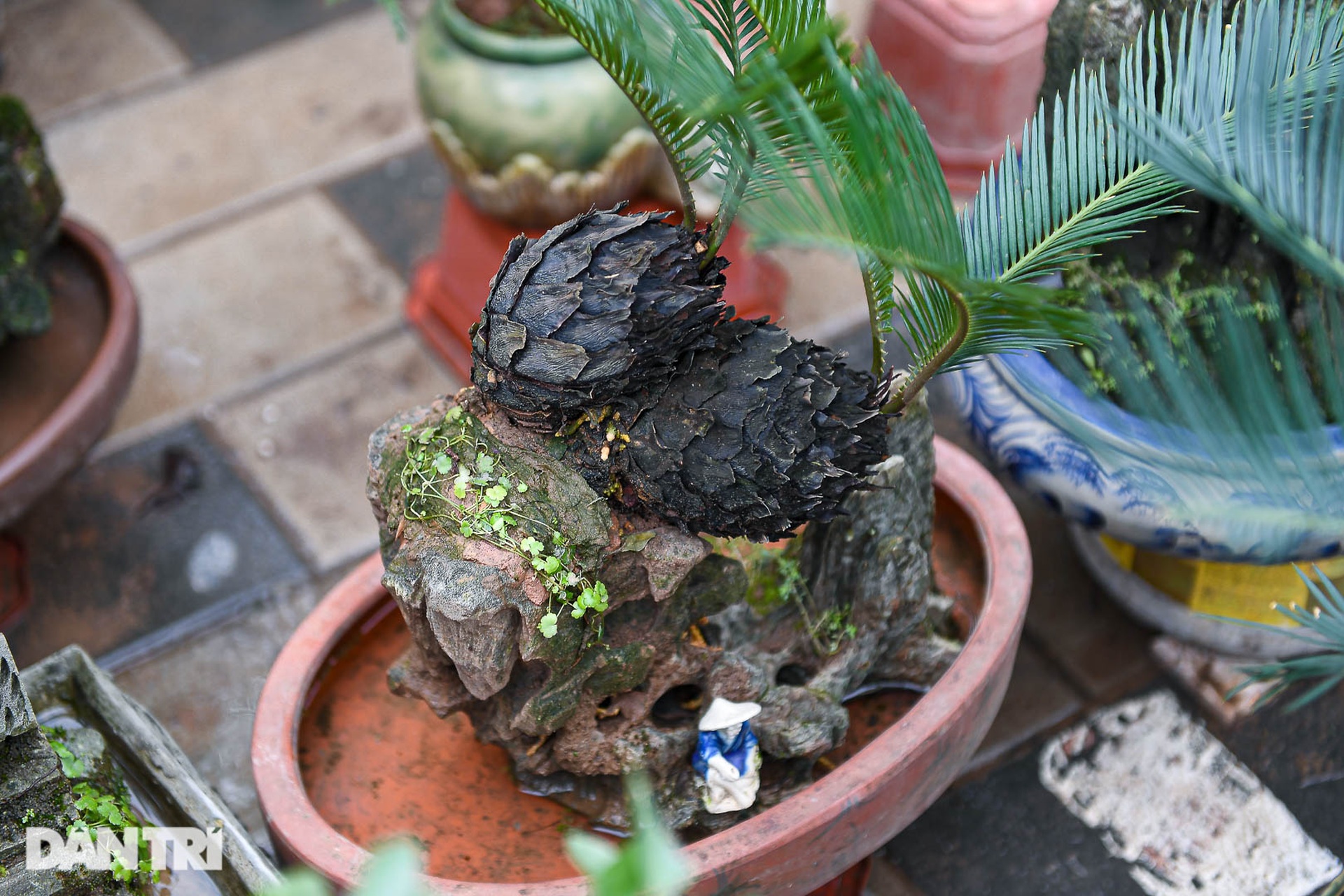 Vạn tuế bonsai giá chục triệu đồng hút khách chơi Tết ở Hà Nội - 5 Vạn tuế bonsai giá chục triệu đồng hút khách chơi Tết ở Hà Nội - 5