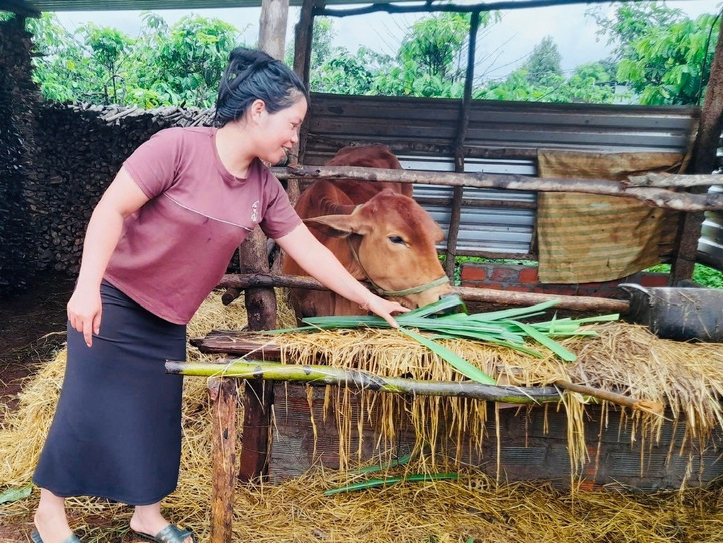 Gia Lai hỗ trợ sinh kế giúp người dân thoát nghèo bền vững - 1 Gia Lai hỗ trợ sinh kế giúp người dân thoát nghèo bền vững - 1
