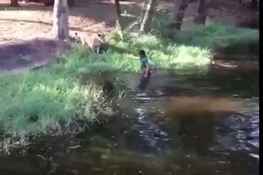 Người đàn ông say rượu nhảy vào chuồng sư tử trong vườn thú