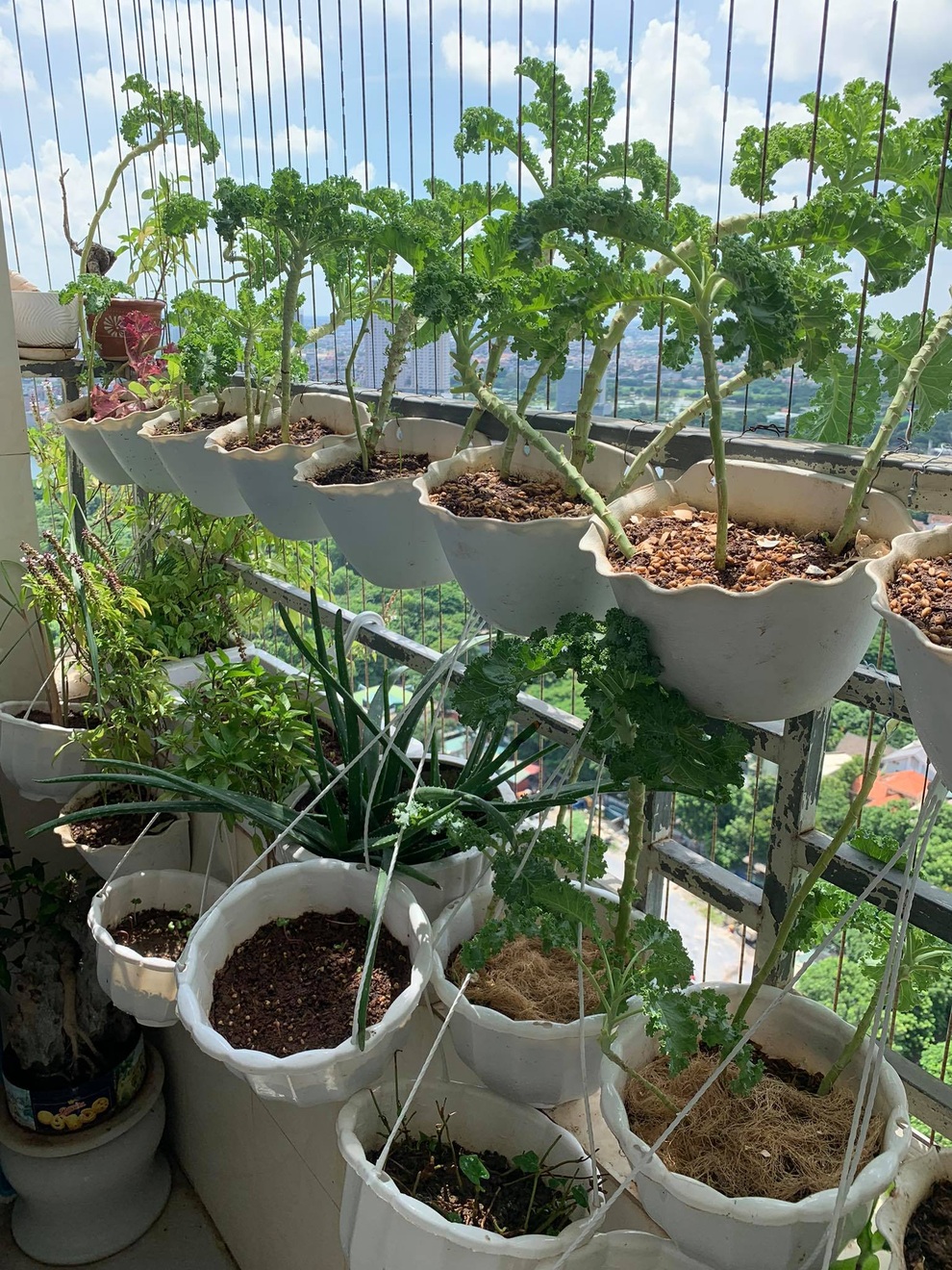Nữ nhân viên ngân hàng làm vườn 3m2 xả stress, phủ xanh ban công ở Thủ đô - 8 Nữ nhân viên ngân hàng làm vườn 3m2 xả stress, phủ xanh ban công ở Thủ đô - 8