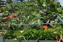 Mẹ đảm Hải Phòng "phủ xanh" biệt thự bằng vườn rau, trái 120m2