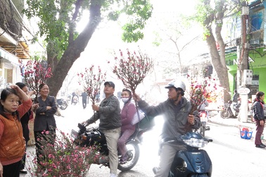 Đào nở đẹp, chợ hoa đông khách