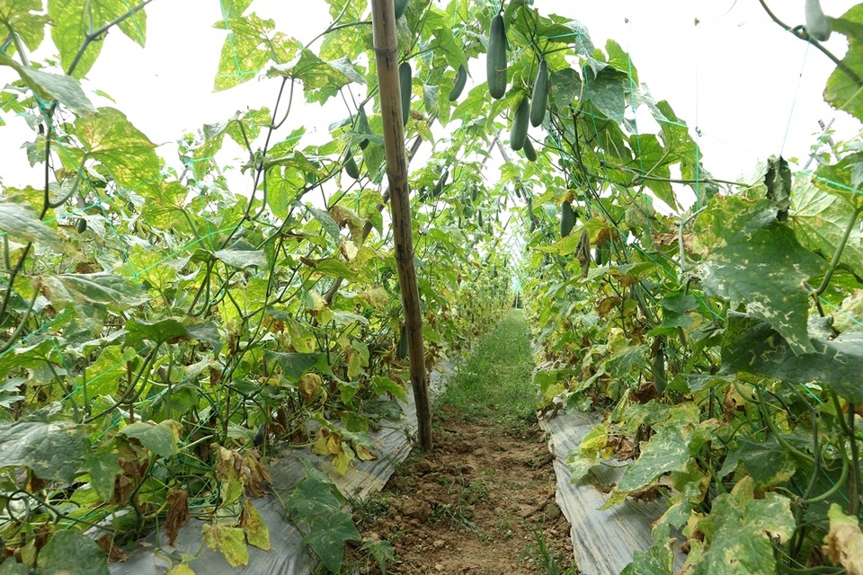 Sau Tết, rau củ rớt giá thảm hại, nông dân đỏ mắt ngóng thương lái - 3