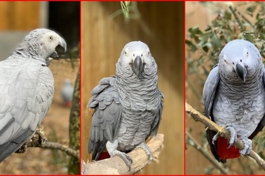 Chửi khách tham quan, vẹt bị “cấm túc” trong công viên