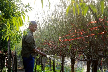 Người Nhật Tân áp dụng nhiều kỹ thuật để trồng đào ra hoa đúng dịp Tết