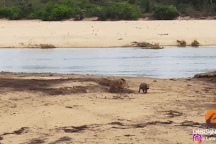 Hà mã con lấy thân mình làm mồi nhử, bảo vệ mẹ khỏi sư tử háu đói