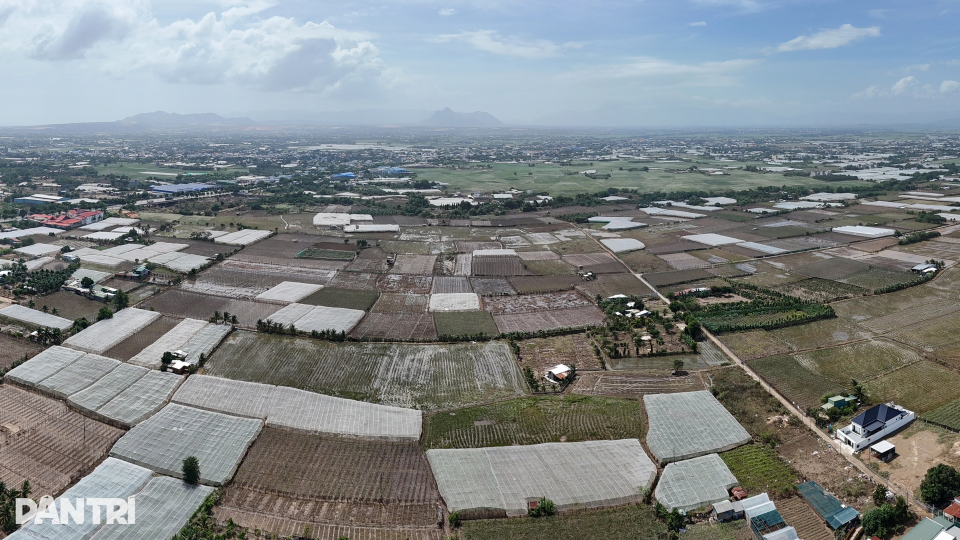 Thủ phủ nho của cả nước cắt bỏ hàng tấn nho vụ Tết sau trận lũ lịch sử - 1