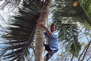 Mưu sinh trên... ngọn dừa