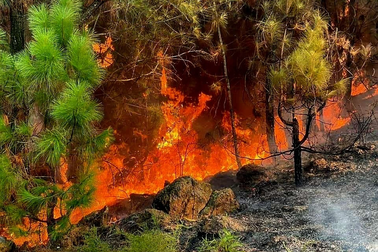 Bất ngờ nguyên nhân vụ cháy rừng ở Nghệ An