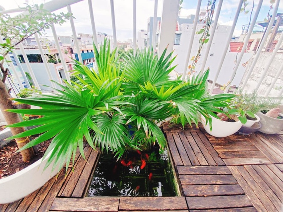 Mê mẩn góc trốn dịch xanh mát trên sân thượng của nhiều gia đình Việt - 1 Mê mẩn góc trốn dịch xanh mát trên sân thượng của nhiều gia đình Việt - 1