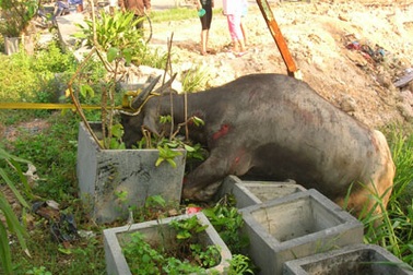 Lùa trâu điên bằng xe Zeep