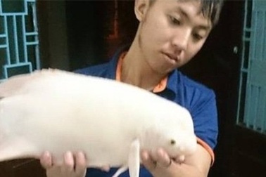 Bắt được 'quái ngư' bạch tạng ở Hồ Tây