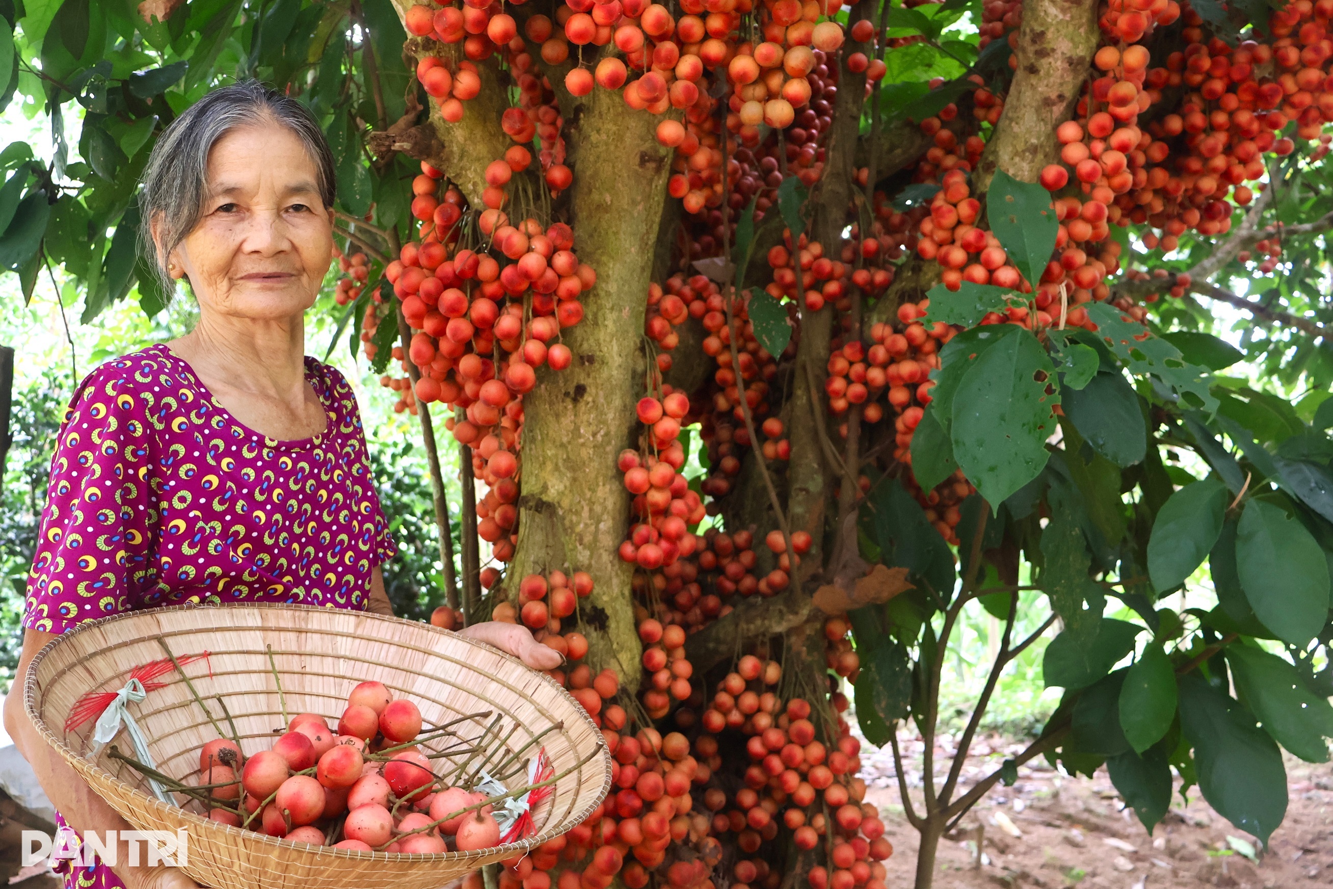 Nông dân thu lợi kép từ loại cây đặc sản quả đỏ từ gốc đến ngọn  - 2