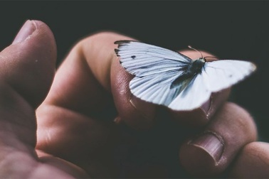 Nguy cơ một cuộc tuyệt chủng hàng loạt mới đang bắt đầu