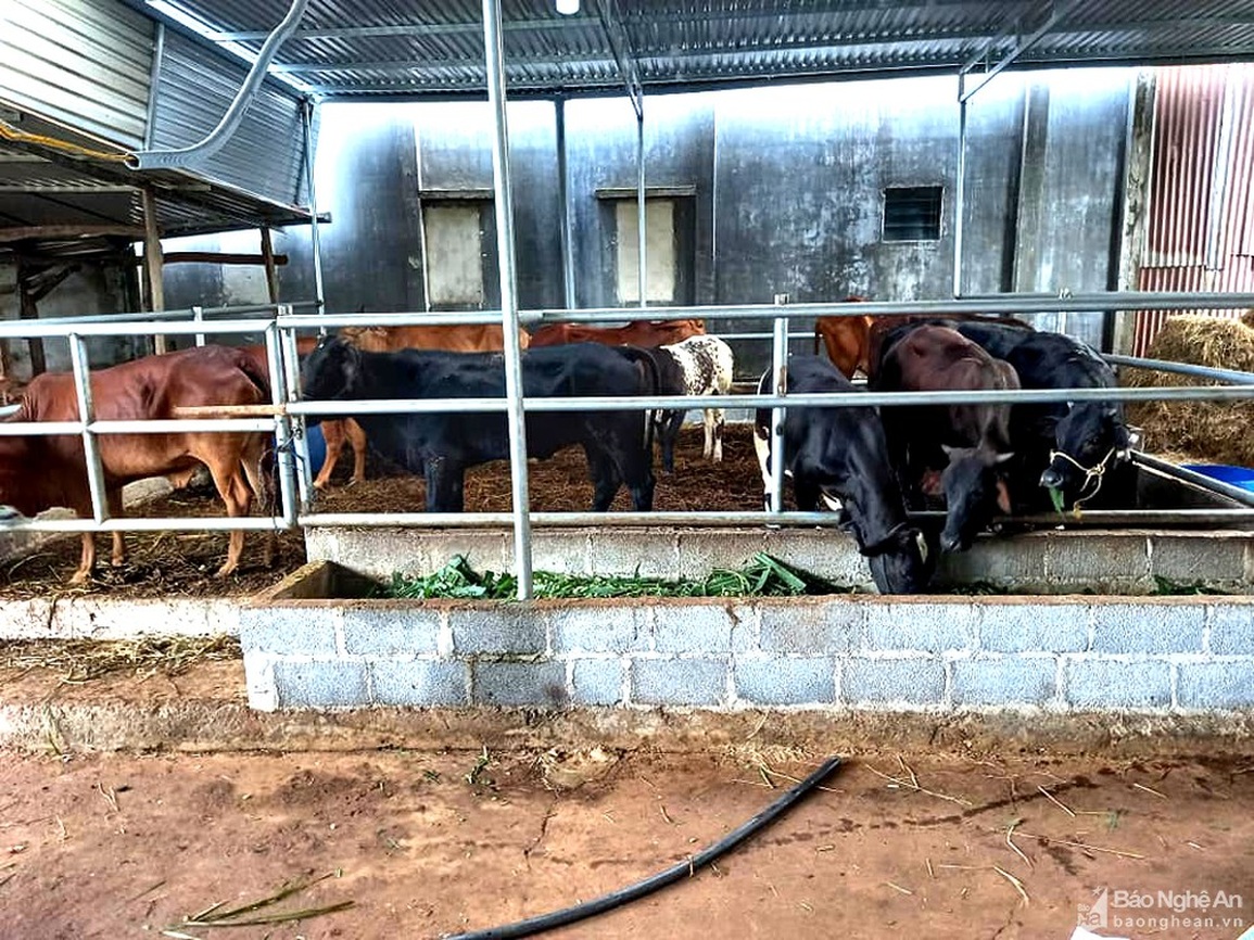 Chủ trang trại khóc ròng bán tháo bò, thế mà giá thịt ở chợ không hề giảm - 1 Chủ trang trại khóc ròng bán tháo bò, thế mà giá thịt ở chợ không hề giảm - 1