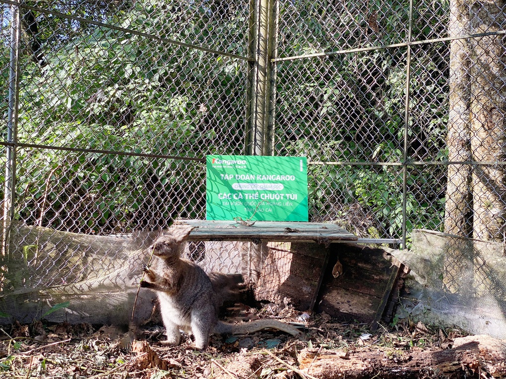 Tập đoàn Kangaroo tài trợ chăm sóc chuột túi tại Vườn quốc gia Hoàng Liên - 2 Tập đoàn Kangaroo tài trợ chăm sóc chuột túi tại Vườn quốc gia Hoàng Liên - 2