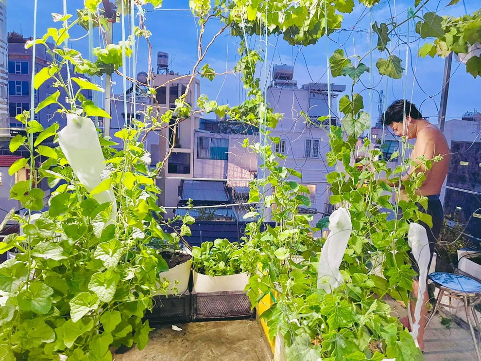 Vợ chồng tại TPHCM biến nóc nhà thành siêu thị nông sản ngập rau trái - 10