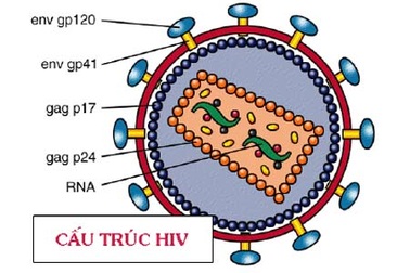 Vì sao chúng ta không thể chống lại sự xâm nhập của vi-rút HIV?