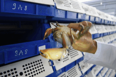 8x mua nước biển Hạ Long lên Hà Nội nuôi cua bán giá gần triệu đồng/kg