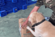 Phát hiện 25kg ma túy trong kiện hàng quà biếu từ Đức, Mỹ về Việt Nam