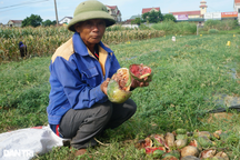 Ông lão bị phá nát ruộng dưa hấu ở Nghệ An và cái kết bất ngờ