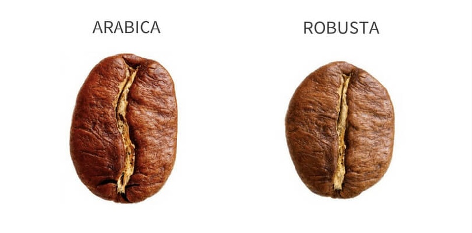 Cà phê Arabica và cà phê Robusta khác nhau như thế nào? - 2 Cà phê Arabica và cà phê Robusta khác nhau như thế nào? - 2