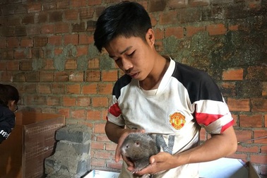 Phó Bí Thư đoàn khởi nghiệp từ nghề nuôi dúi, thu nhập hơn 10 triệu đồng/tháng