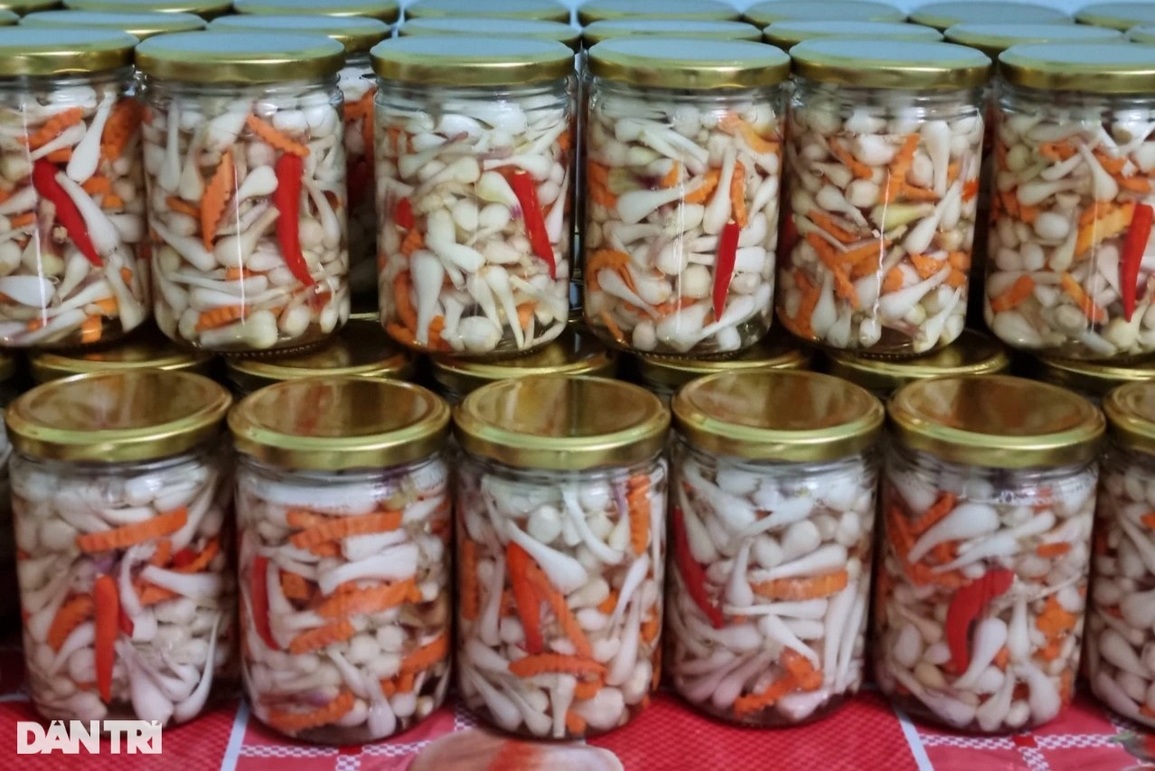 Trồng loại củ trắng ngần để muối ăn, nông dân có Tết ấm vì được giá - 5 Trồng loại củ trắng ngần để muối ăn, nông dân có Tết ấm vì được giá - 5