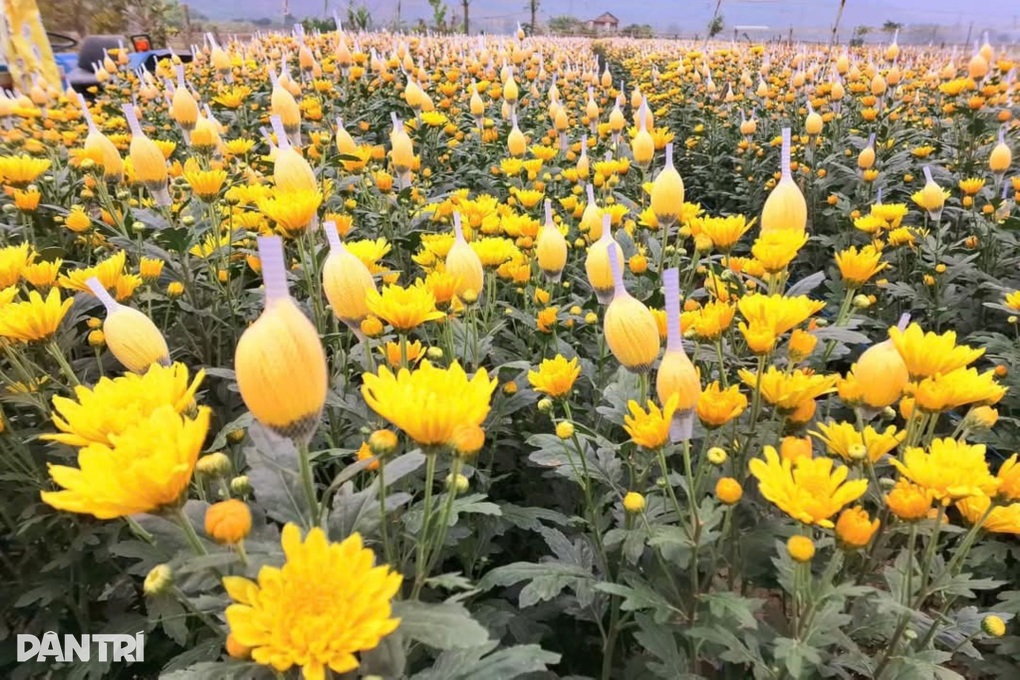 Cử nhân cơ khí trồng hoa cúc, bỏ túi hàng chục triệu đồng dịp Tết - 2