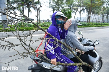 Đào phai, mai tàn, người Hà Nội chi tiền triệu mua lê rừng sau Tết