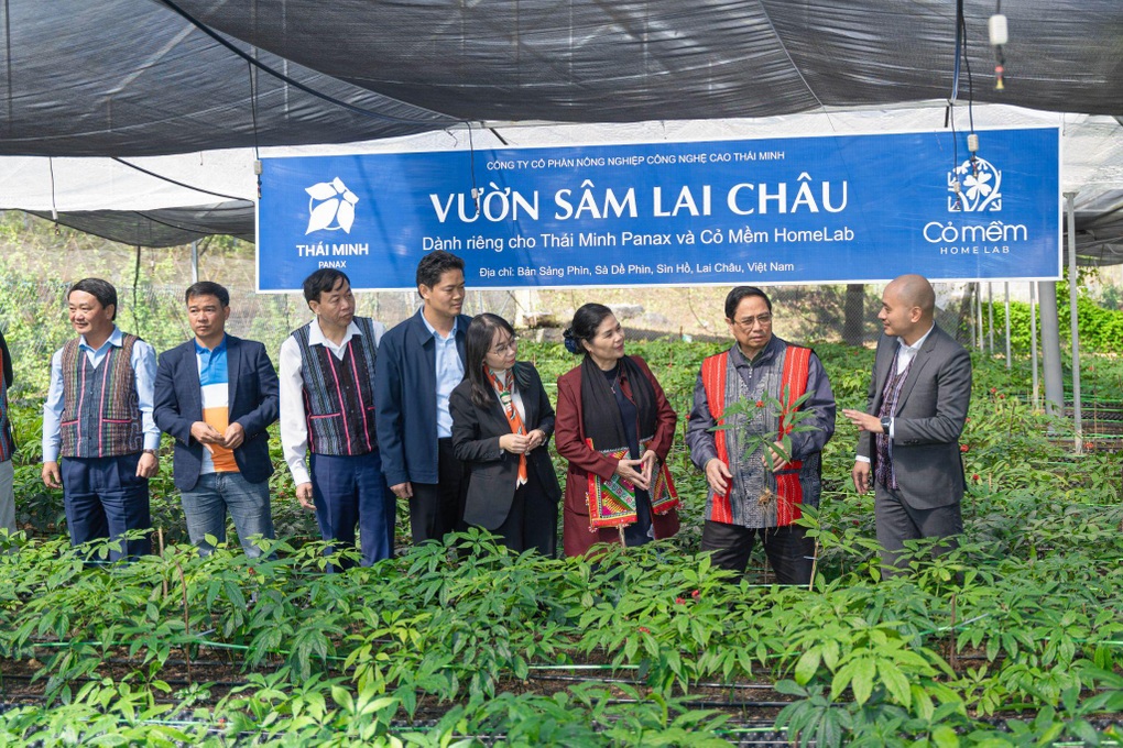 Người Mông ở Lai Châu đổi đời nhờ mô hình trồng sâm công nghệ cao - 3 Người Mông ở Lai Châu đổi đời nhờ mô hình trồng sâm công nghệ cao - 3