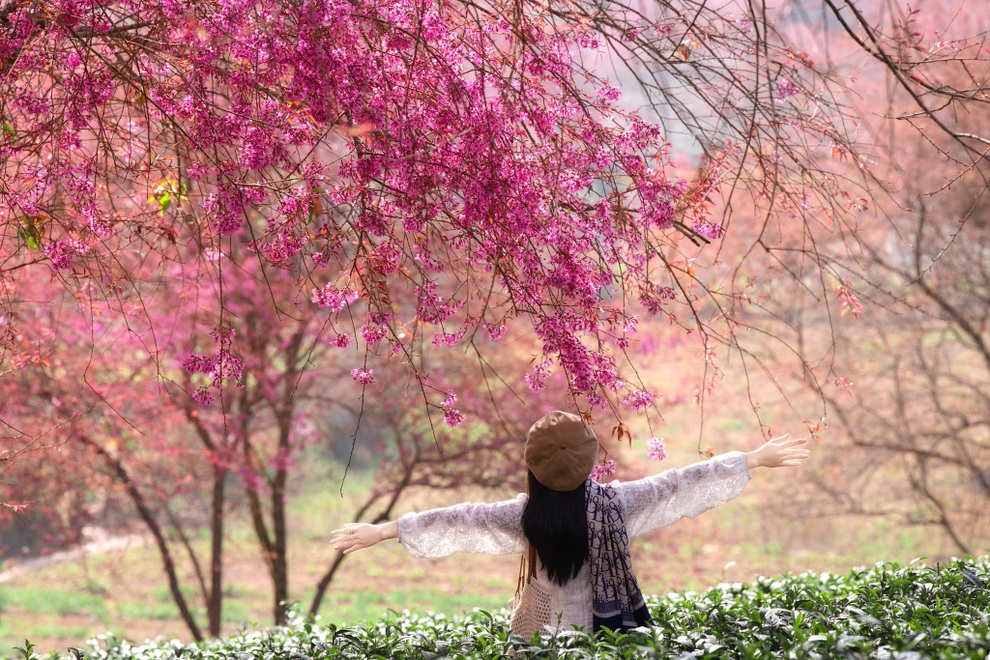 Mùa hoa mai anh đào cuối cùng ở Sa Pa: Khách mua chè ủng hộ để vào chụp ảnh - 2 Mùa hoa mai anh đào cuối cùng ở Sa Pa: Khách mua chè ủng hộ để vào chụp ảnh - 2